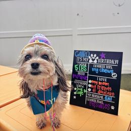 Morkie Puppies from Syvon's Morkies