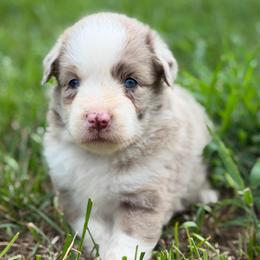 Red Merle Male 2 - Red merle male Miniature Australian Shepherd puppy in Stuart, Virginia from Apple Tree Mini Aussies
