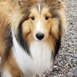 Yogi - Shetland Sheepdog