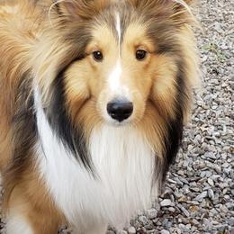 Yogi - Shetland Sheepdog