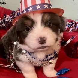 Pembroke Welsh Corgi puppies from Bestfurends