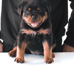 Rottweiler Puppies from Von Der Hing Rottweilers
