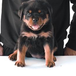 Rottweiler Puppies from Von Der Hing Rottweilers