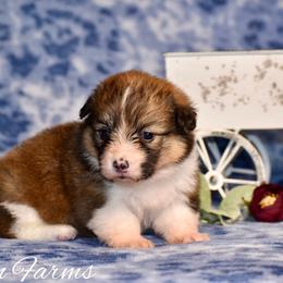 Juniper - Sable female Pembroke Welsh Corgi puppy in East Canton, Ohio from Victorian Farms