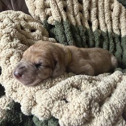 Orange Collar - Merle female Great Dane puppy in Surgoinsville, Tennessee from Mountain Valley Farm Great Danes
