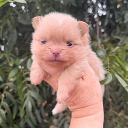Emma - Cream female Pomeranian puppy in Newport Beach, California from Exotic City Pomeranians and chihuahuas