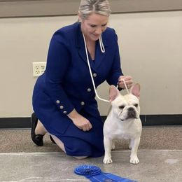 Bulldog and French Bulldog All Grown Up from Empire Bulldogs & French Bulldogs