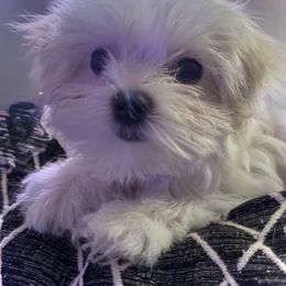 Maltese Puppies from The Royal Furbabies