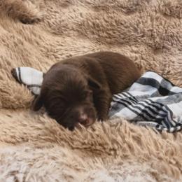 Percy - Chocolate male Labradoodle puppy in Churchill County Fallon, Nevada from Card Family Ranch