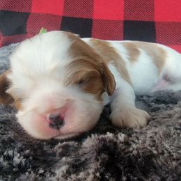 Fruit Loops - Blenheim Cavalier King Charles Spaniel puppy in Rochelle, Illinois from Alexandra's Royal Cavaliers
