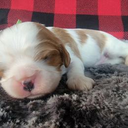 Fruit Loops - Blenheim Cavalier King Charles Spaniel puppy in Rochelle, Illinois from Alexandra's Royal Cavaliers