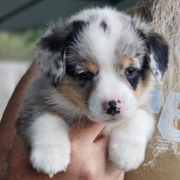 Cosmos - Blue merle and white male American Corgi puppy in Boise, Idaho from Porter Creek Corgis