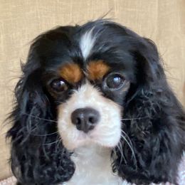 Cavalier King Charles Spaniel, Poodle, and Yorkshire Terrier Puppies from Rocky Road Kennel