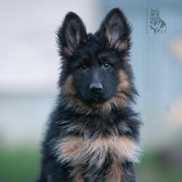 German Shepherd Puppies from Esteemed K9 German Shepherds