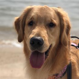 Mocha - Golden Golden Retriever puppy in La Porte, Texas from Sunbuilt Retrievers
