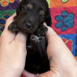 Cookie - Black and tan female Dachshund puppy in Steele, Alabama from Taylored Dachshunds