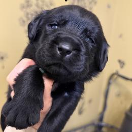 Teal - Black male Labrador Retriever puppy in Manheim, Pennsylvania from Monarch Labradors