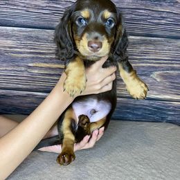 Orange collar - Chocolate and tan Dachshund puppy in Merced, California from The Graceful Dachshund Kennel