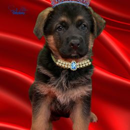 German Shepherd Puppies from Vom Archbold Haus World Class German Shepherds