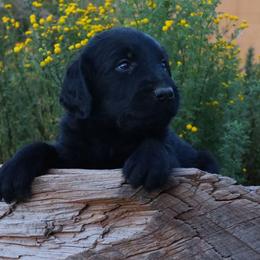 Jet - Black male Labradoodle puppy in Apache Junction, Arizona from Loving Doodle