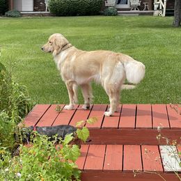 Golden Retrievers from Crescent View Goldens
