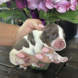 Boy 4 - male English Springer Spaniel puppy in Vacaville, California from Goldridge Springers