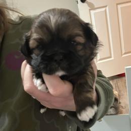 Boy 2 - Red and white male Shih Tzu puppy in Autryville, North Carolina from Carter Family Retrievers