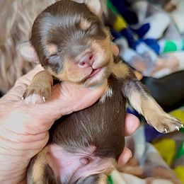 Luke Liver Tan Red 2500 - Liver male Miniature Schnauzer puppy in Temple, Texas from Schnauzers Of Taylor