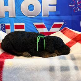 DR Congo - Phantom male Goldendoodle puppy in Houston, Texas from Were The Mack'Doodles