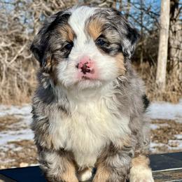 Christmas Henry - Blue merle male Bernedoodle puppy in Sioux Falls, South Dakota from WhiskeyCreek Doodles