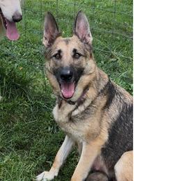 Mel - German Shepherd