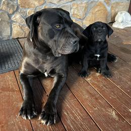 LuLu - Boerboel