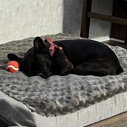 French Bulldogs from Central Frenchie Haven
