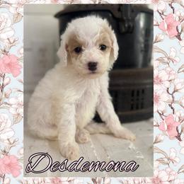 Desdemona - Parti female Goldendoodle puppy in Shreveport, Louisiana from Cottage Doodles