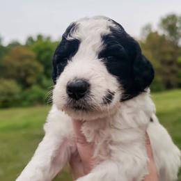 Tokyo-agouti parti - Phantom male Poodle puppy in Cypress Inn, Tennessee from Nine Pines Poodles