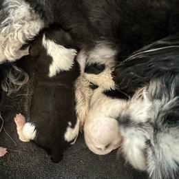 Enzo - Chocolate male Havanese puppy in Hawthorne, Florida from Havanese Acres