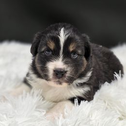 Mocha - Black tri-color female Australian Shepherd puppy in Annville, Pennsylvania from Creekside Aussies LLC