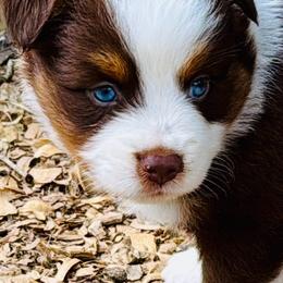 Copper - Red tri male Miniature Australian Shepherd puppy in Hempstead, Texas from Young Gun Aussies
