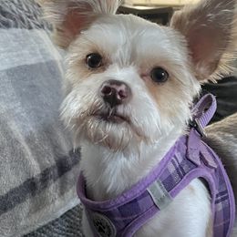 Yorkshire Terriers from Majestic Touch Kennels and Pet Services