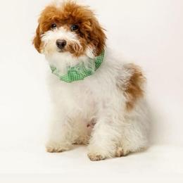 Oliver - Parti male Poodle puppy in Weston, Florida from Miami Toy Poodles