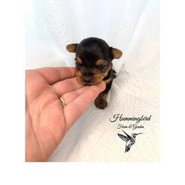 Yorkshire Terrier Puppies from Hummingbird Farm & Gardens