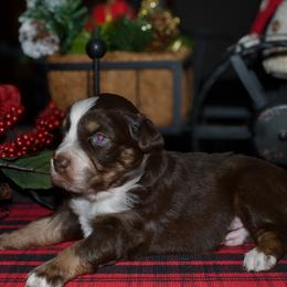 Tango - Red tri-color male Australian Shepherd puppy in Marshall, Texas from Flying S Aussies