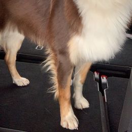 Mocha - Australian Shepherd