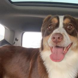 Mocha - Australian Shepherd
