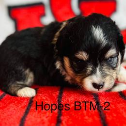 Bernie - Black tri male Toy Australian Shepherd puppy in Lame Deer, Montana from Bar M Toy Aussies