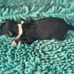 Boy 1 - Black and tan male Corgipoo puppy in Junction, Utah from Sugar Doodles