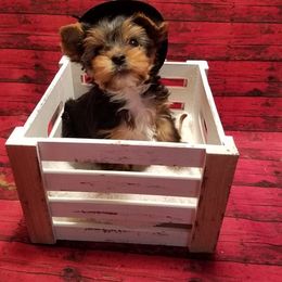 Biewer Terrier and Yorkshire Terrier Puppies from Niko Kennel
