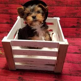 Biewer Terrier and Yorkshire Terrier Puppies from Niko Kennel