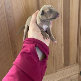Luca - Blue fawn male Italian Greyhound puppy in Lancaster, Missouri from White Stone Ranch