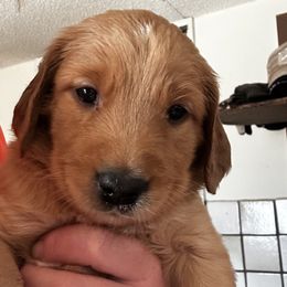 Black - Dark golden male Golden Retriever puppy in Stratton, Colorado from Anam Cara Retrievers